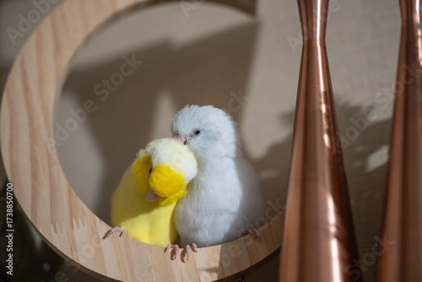 Fototapeta Tiny parrot parakeet white and yellow Forpus bird Pacific Parrotlet rest on branch.
