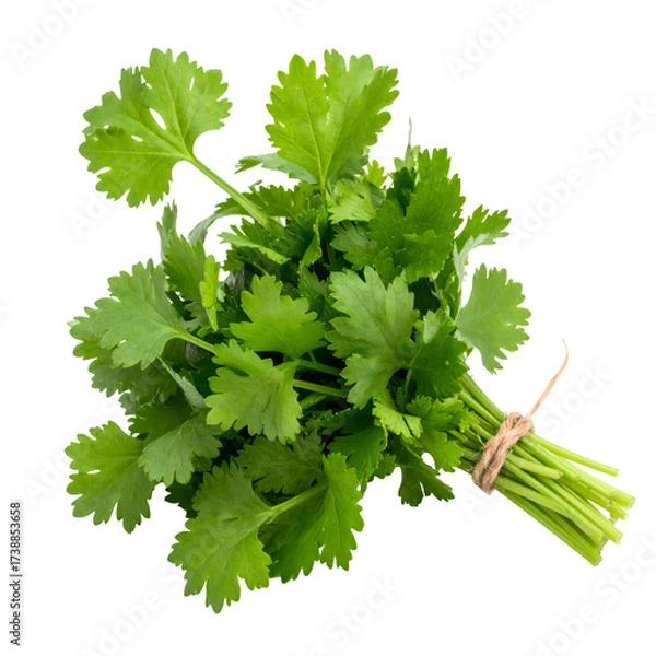Obraz Lush, vibrant green cilantro, bound together with twine, is isolated against a stark black backdrop, showcasing the fresh culinary herb in a -style shot.