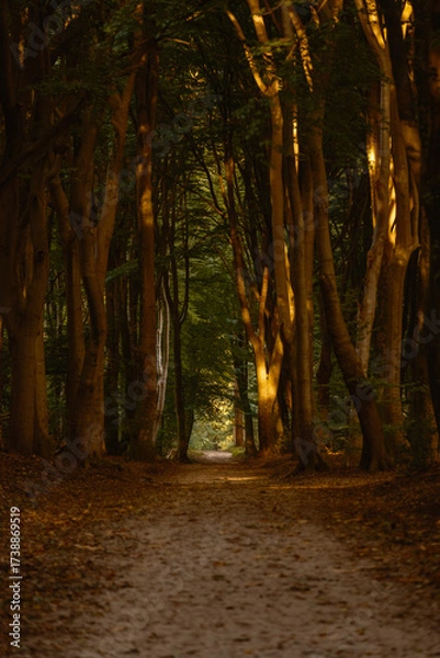 Fototapeta Wander through the serene paths of Speulderbos in Veluwe during autumn in the Netherlands