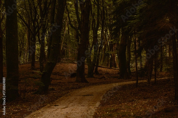 Fototapeta Experience the serene ambiance of Speulderbos in Veluwe, Netherlands, with its enchanting autumn foliage.