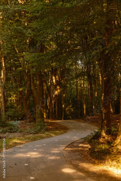 Fototapeta A scenic, winding path meanders through the tranquil Speulderbos forest in Veluwe, showcasing vibrant autumn colors and dappled sunlight filtering through lush trees.