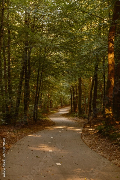 Fototapeta Explore a serene autumn landscape featuring a winding path surrounded by tall trees in the Speulderbos forest of Veluwe, Netherlands. The warm hues of fall create a magical atmosphere.