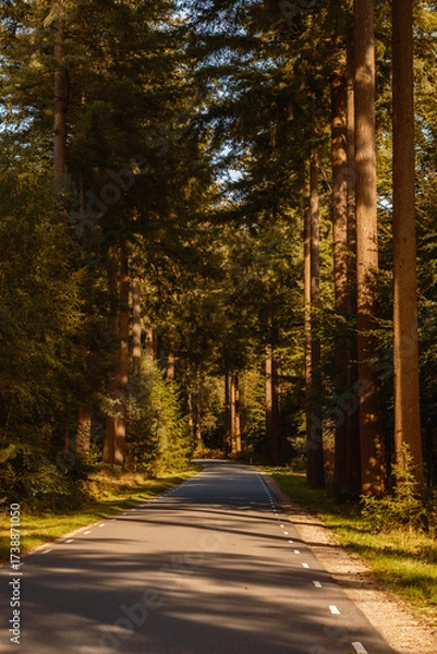 Fototapeta An enchanting view of a winding road surrounded by tall trees in Speulderbos, Veluwe. The warm autumn sunlight filters through the leaves, creating a peaceful atmosphere ideal for a scenic escape.