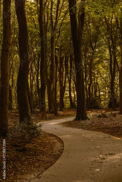Fototapeta A serene path meanders through the golden-hued Speulderbos forest in the Veluwe region of the Netherlands. Autumns vibrant colors create a magical atmosphere for nature lovers.
