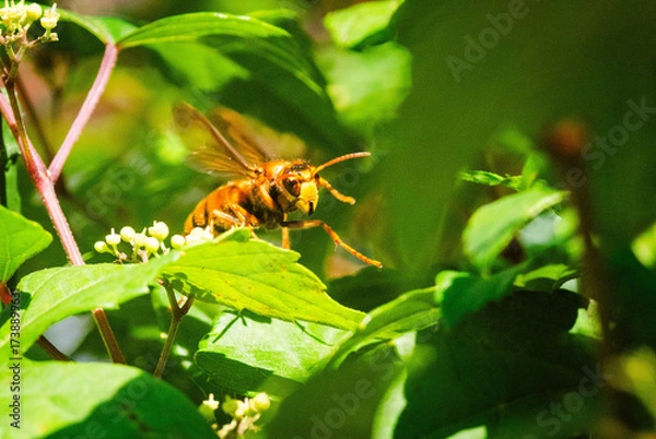 Obraz キイロスズメバチ