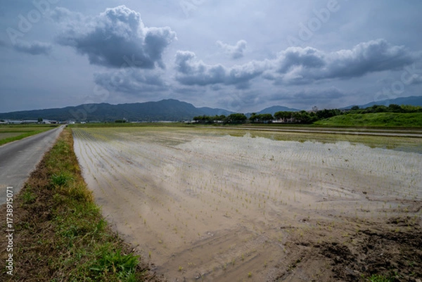 Obraz The rice fields have just finished planting in countryside of Fukuoka prefecture, JAPAN.