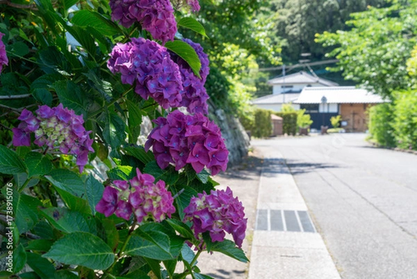 Obraz Flowers of hydrangea are bloom beside a path in local village in Nagasaki prefecture, Japan.