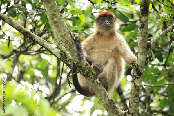 Obraz Red Colobus - Bigodi Wetlands - Uganda, Africa
