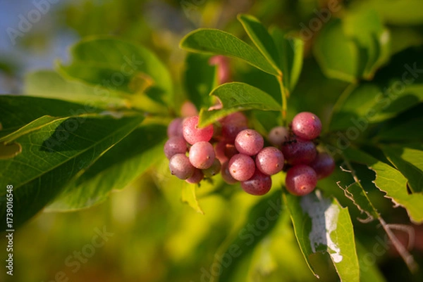 Obraz bunch of red grapes.Pinkish-red wild fruit in the evening light