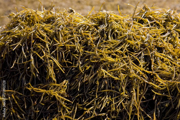 Fototapeta 生ヒジキ