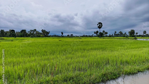 Obraz Vast countryside view with rice fields under cloudy blue horizon