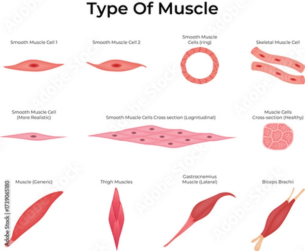 Fototapeta Types of Muscle Cells Smooth, Skeletal, and Detailed Cross-Sections Vector Illustration