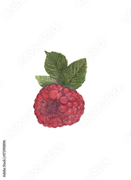 Obraz a picture of ripe raspberries, made with watercolor. Raspberry with leaves. Isolated.