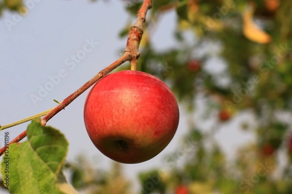 Obraz plants garden apples pears trees autumn