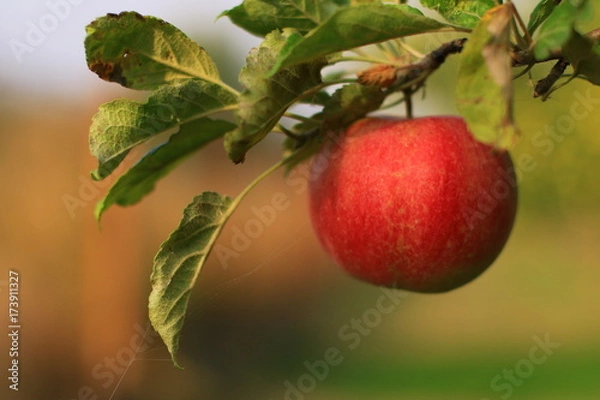 Fototapeta plants garden apples pears trees autumn