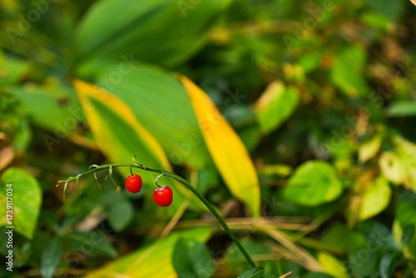 Obraz Red berries on a slender stem stand out against vibrant green leaves in a natural setting. The contrasting colors highlight the simple beauty of nature's design.