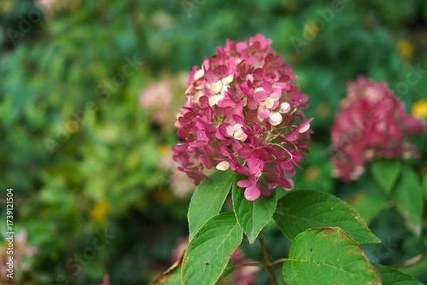 Obraz Inflorescences of pink hydrangea against the background of a green lawn in a garden plot in autumn as a landscape design concept