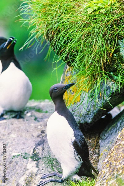 Fototapeta Common Murre and a Razorbill on a cliff