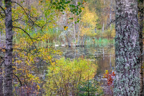 Fototapeta Whooper swan family swimming in a forest lake with autumn colours on the trees