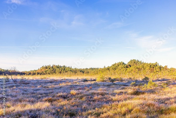 Fototapeta Sunny frosty autumn morning on a bog by a pine forest