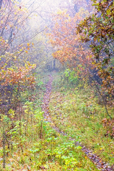 Fototapeta Winding trail in a deciduous forest on a misty autumn day