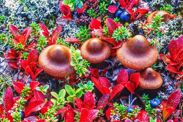 Fototapeta Mushrooms with dwarf willow leaves in autumn colors