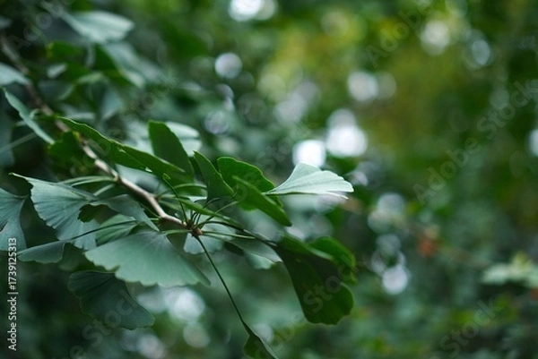Obraz Ginkgo biloba branch with green leaves on forest bokeh background close-up as a concept for growing medicinal plants in a garden plot