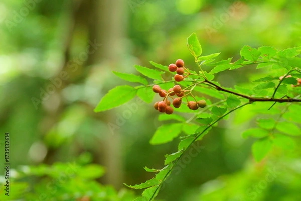 Obraz 熟した山椒の実