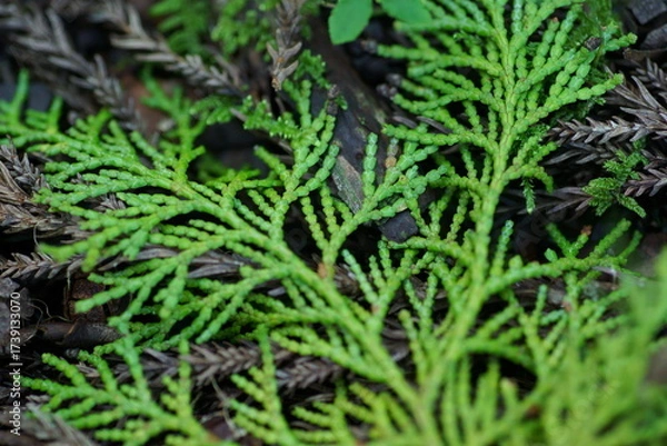 Obraz ヒノキの落ち葉