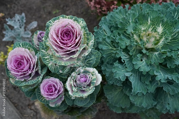 Obraz  Ornamental cabbage with stunning purple rose-like leaves among green foliage in a garden. The intricate patterns and vibrant hues of the cabbage create a striking visual contrast.