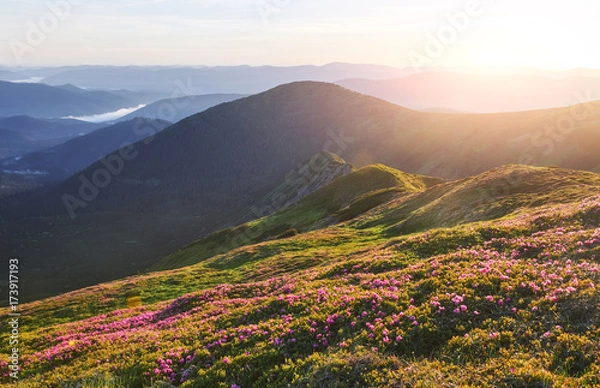 Fototapeta Rhododendrons bloom in a beautiful location in the mountains. Beautiful sunset. Blooming rhododendrons in the mountains on a sunny summer day. Carpathian, Ukraine.