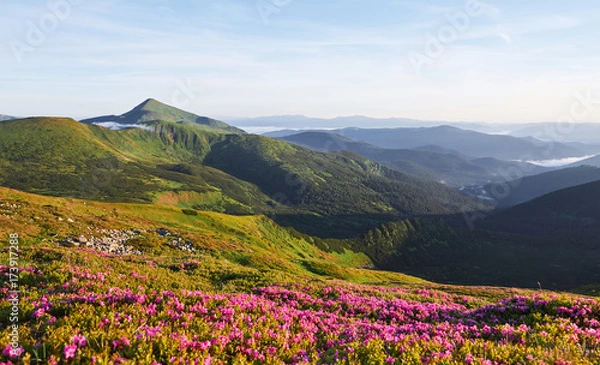 Fototapeta Rhododendrons bloom in a beautiful location in the mountains. Beautiful sunset. Blooming rhododendrons in the mountains on a sunny summer day. Carpathian, Ukraine.