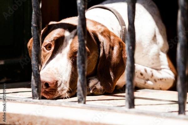 Fototapeta Lying Dog