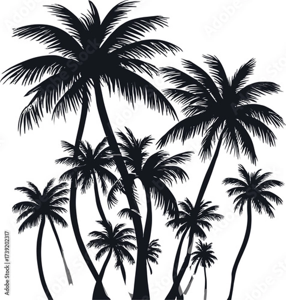 Fototapeta Silhouette of a cluster of tall palm trees against a white background