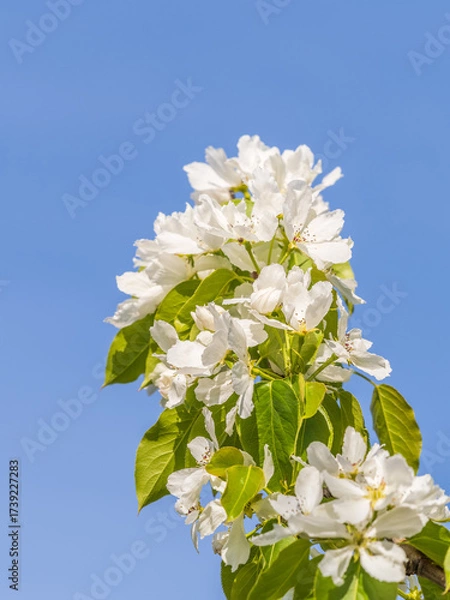 Fototapeta Apple tree branches with white flowers on a background of blue clear sky.