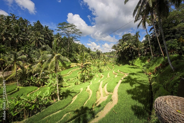 Fototapeta Lush green field with a few palm trees in the background