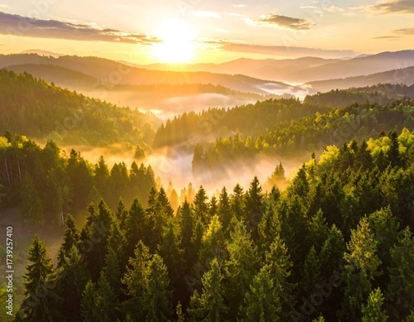 Fototapeta Sunrise over a misty forest with green trees and golden sunlight
