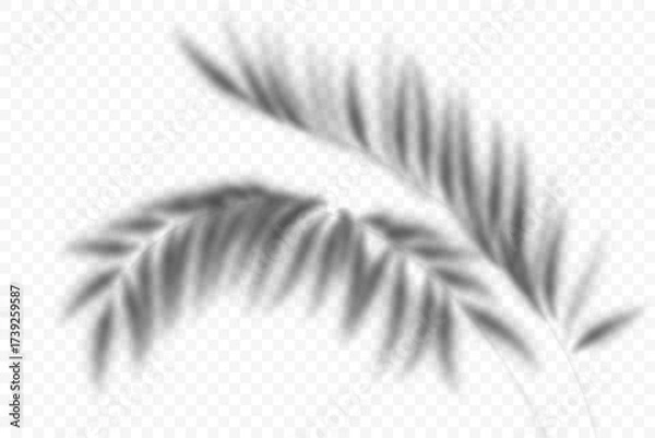 Obraz Coconut palm leaves overlay on transparent background. Summer shade of exotic plants. Vector tropical branch silhouette. Realistic blurred foliage illustration. Botanical sunlight reflection.