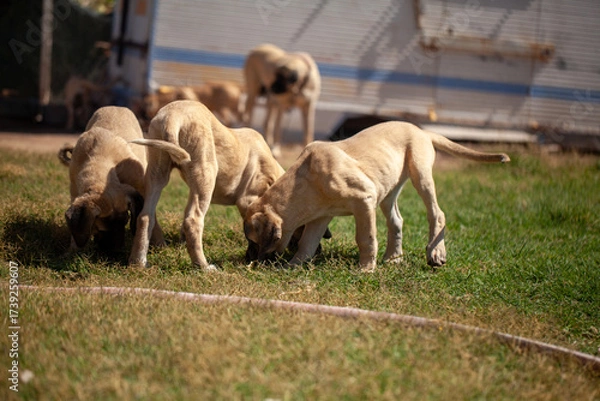 Fototapeta Aksaray Malaklı (Anatolian Mastiff) puppies playing and exploring on grass, showing early development and natural behavior of this traditional Turkish livestock guardian dog breed.