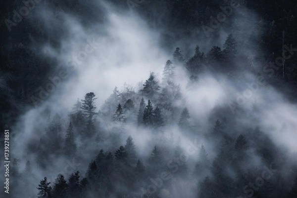 Fototapeta Dark and spooky pine forest with moving white fog. 