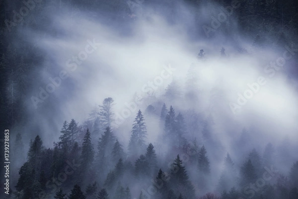 Fototapeta Dark and spooky pine forest with moving white fog. 