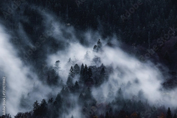Fototapeta Dark and spooky pine forest with moving white fog. 