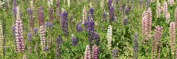 Fototapeta Panoramic image. Field of summer wildflowers lupine