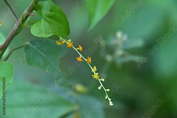 Fototapeta カエデドコロの雄花