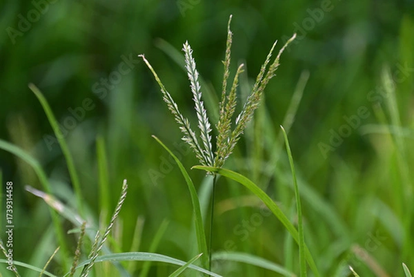 Fototapeta オヒシバの花序
