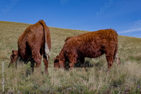 Obraz cows in the field