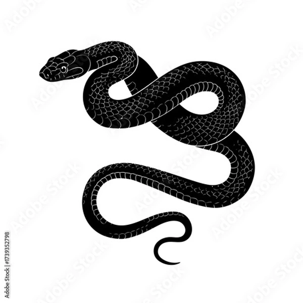 Fototapeta Detailed black snake silhouette coiled and ready to strike in a classic stylized design isolated on white background