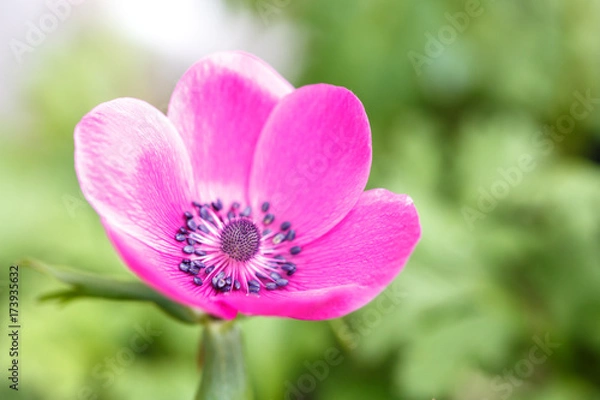 Fototapeta アネモネの花