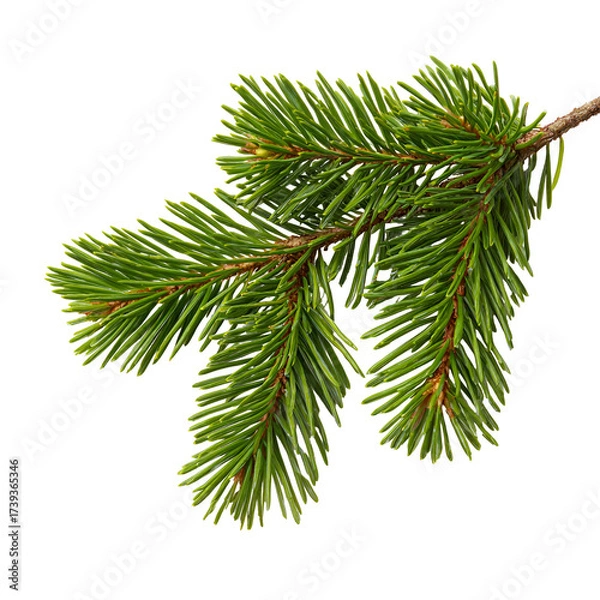 Obraz christmas tree branch