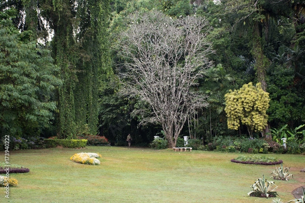 Fototapeta Beautiful green park in Dambulla